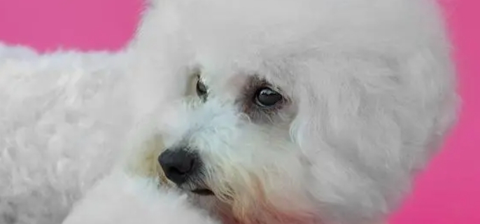 比熊和泰迪的区别是什么