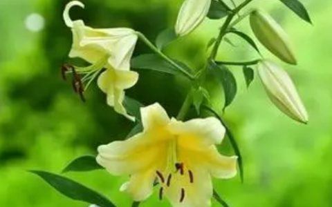 百合花代表什么意思